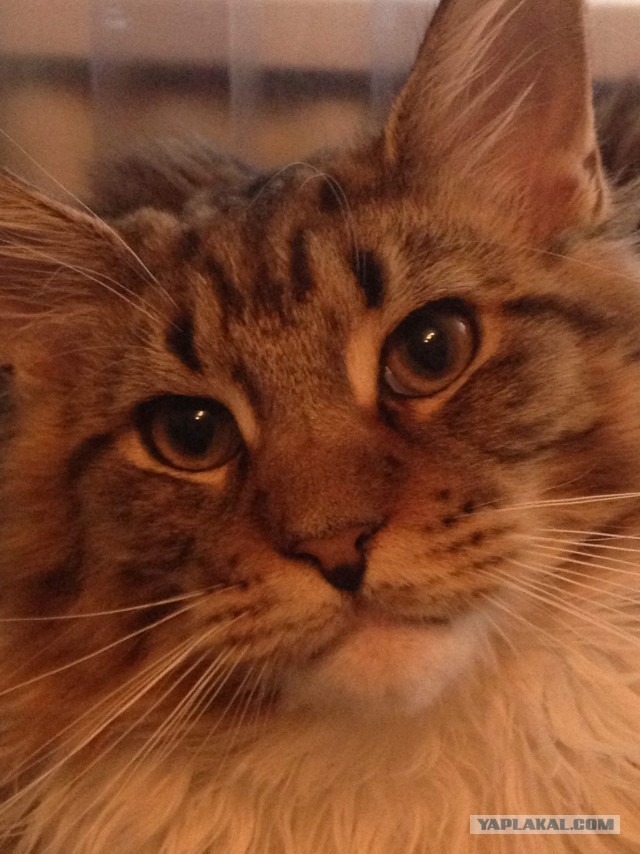 Немного о  Мейн Куне.