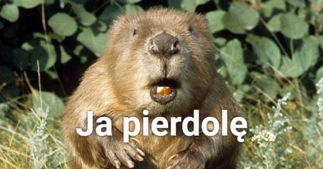 Модель king tiger 1/35 (часть первая )