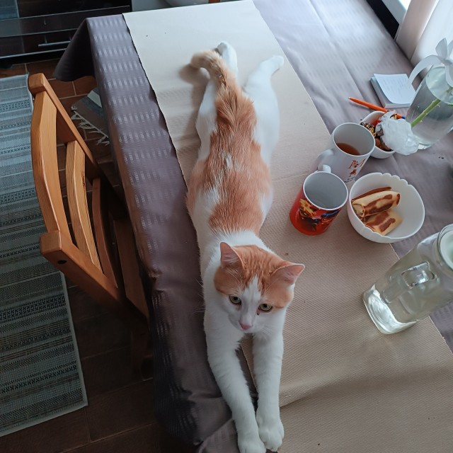 Посоветуйте по котею
