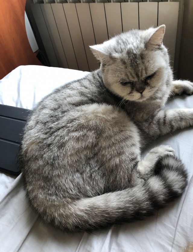 Котэ в возрасте