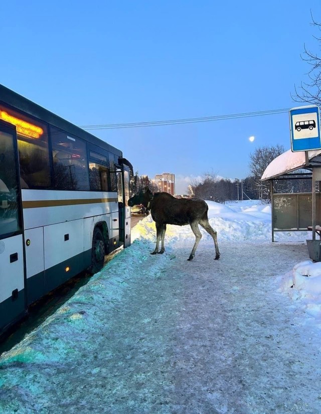 Дождался автобуса