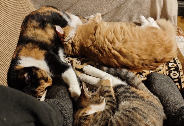Трëхцветная кошка, которая живëт в магазине