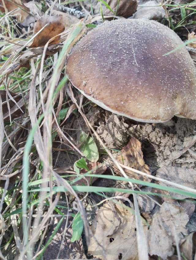 А почему женщин раздражает "являющийся на диване" муж?