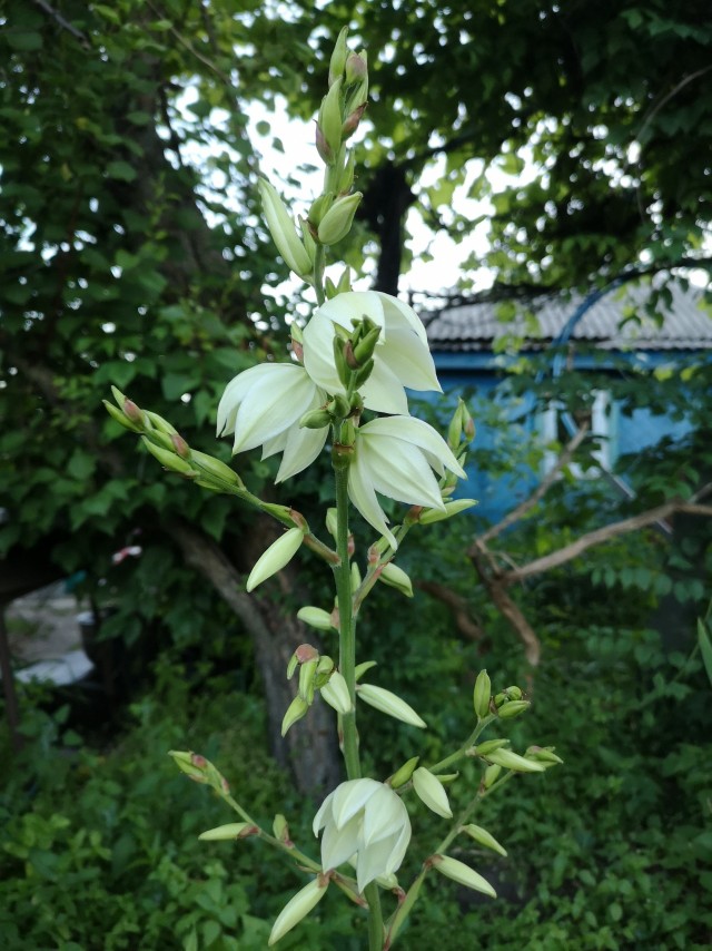 Юкка зацвела.