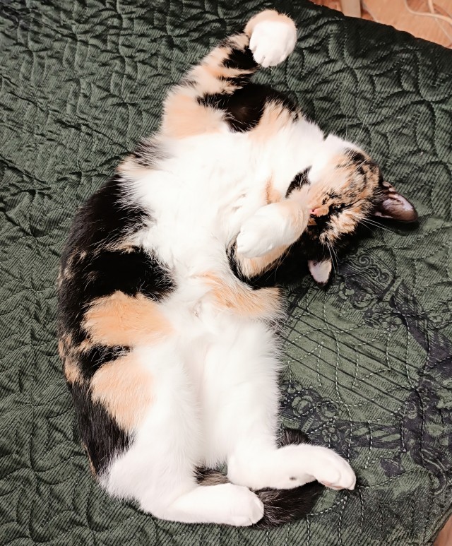 К-котовторник
