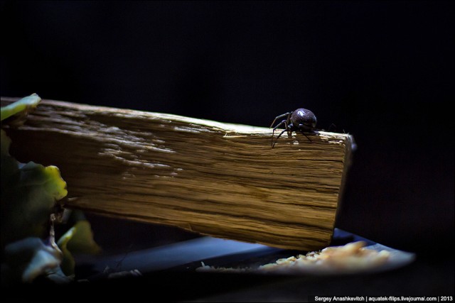 Визит Черной Вдовы