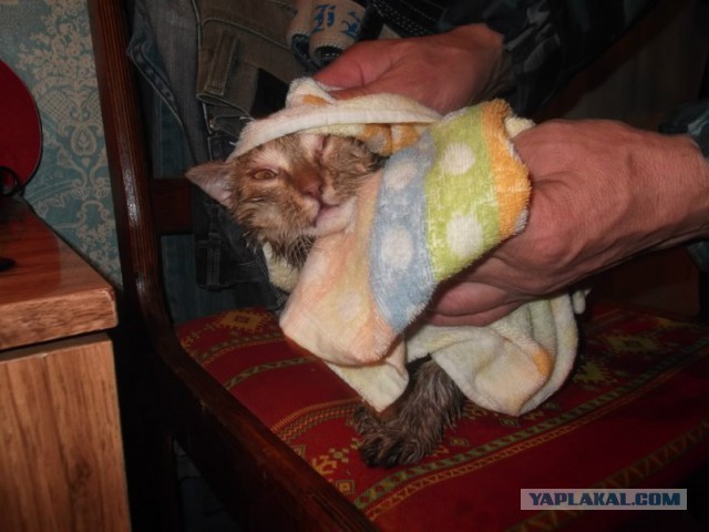 Сегодня мыли котов :3