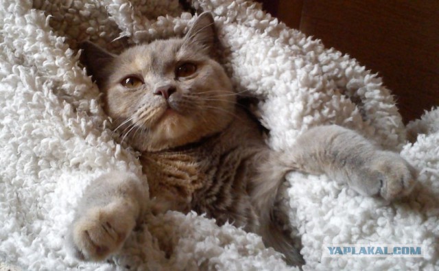 Котовторник 05.08.2014