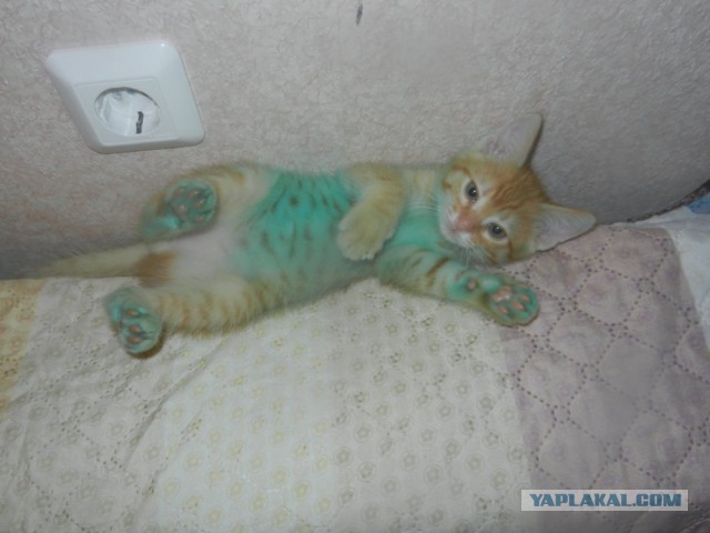 Плюсомет со шпалометом