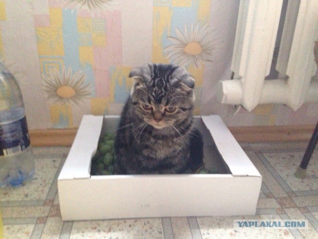 Котовторник 7.10.2014