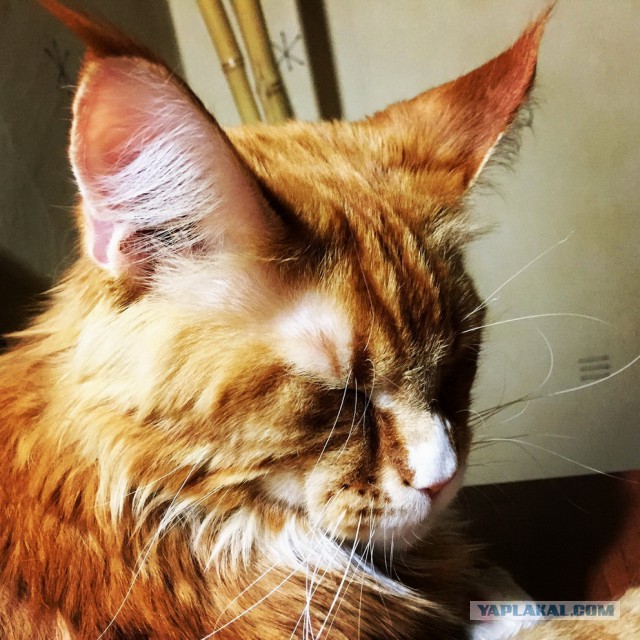 Котовторник 9.12.2014