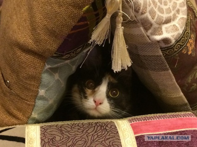 Котовторник