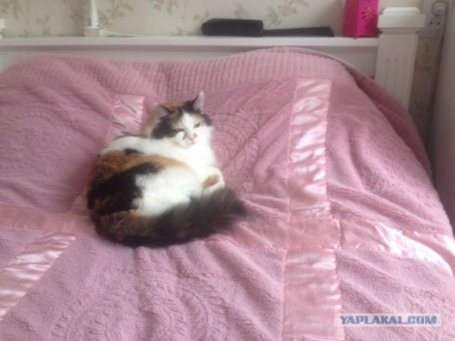 Война с котом.
