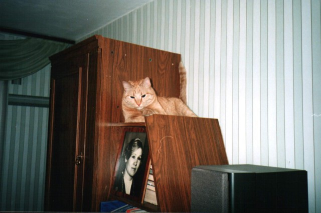О кошачьих кличках.