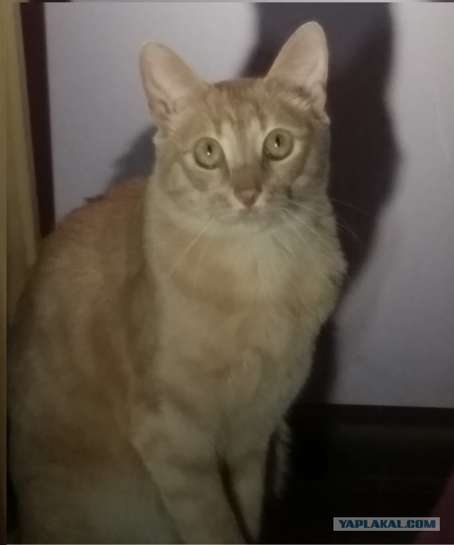 Котовторник