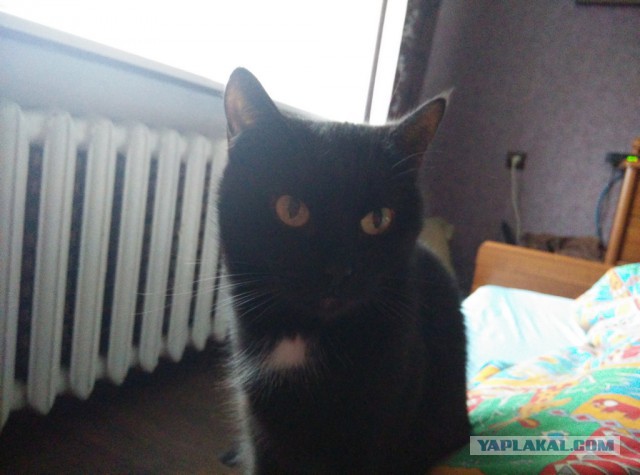 Котовторник 19.04.2016
