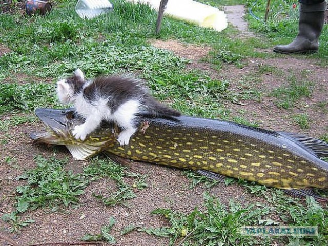 Картинки разные.