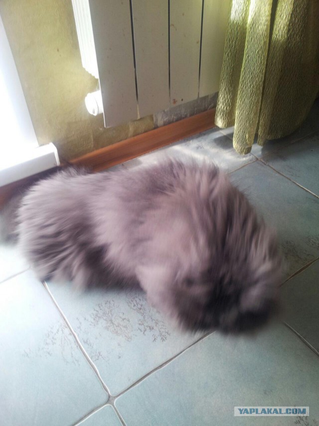 Котовторник 21.06.16