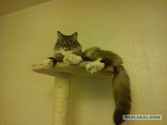 Котовторник 05.07.16