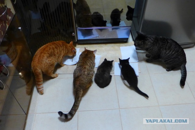 Котовторник. Алиса. Одно из лучших творений природы.
