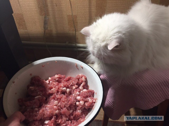 Котовторник 11/04/2017