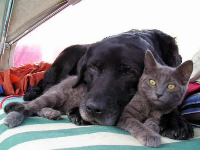 Коты и Кошки