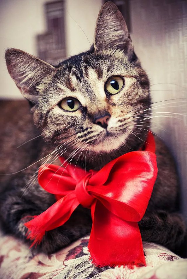 Коты и Кошки