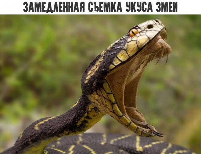 Ударная доза тупежа и деградации