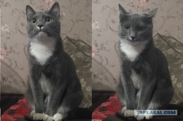 Вся красота беспородных кошек. Котовторнику посвящается.