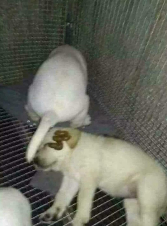 Чудики из социальных сетей
