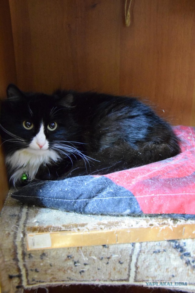 Котовторник 29.5.18