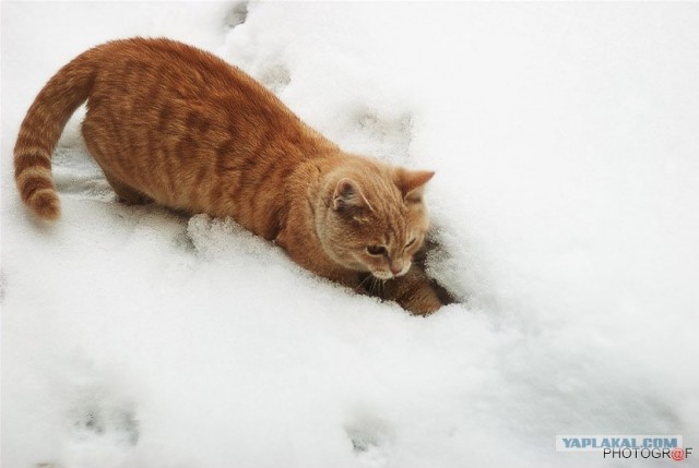 Котовторник на ЯПлакалъ