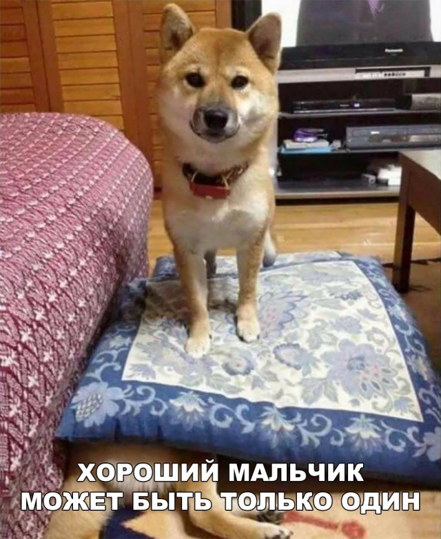 Живность из сети