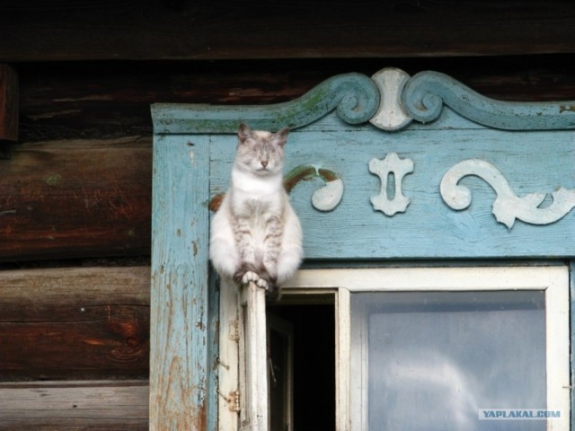 Котовторник!