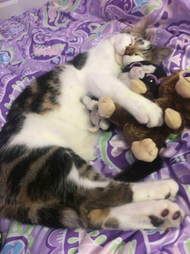 Прикольных котов пост