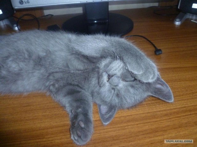 Котовторник  07.06.11