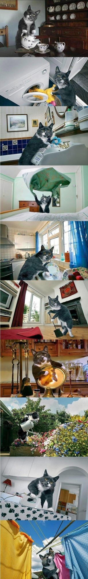 Кот Антониево-Сийского монастыря