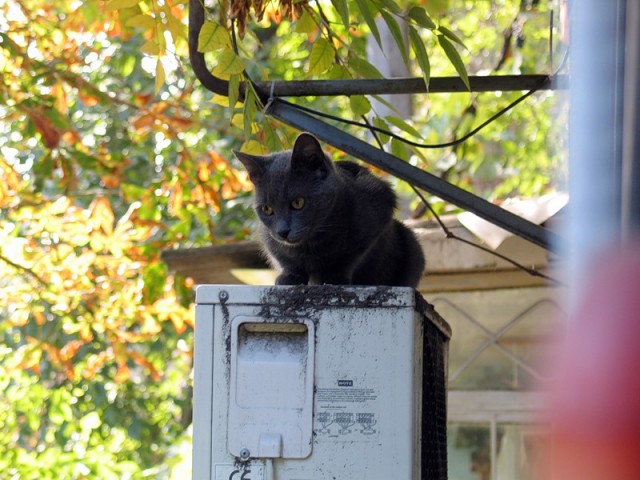 Котовторник 13.12.11 - магическе числа