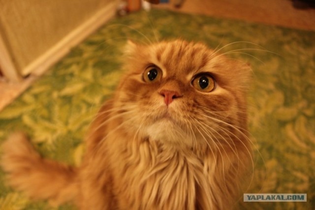 Котовторник! 13.03.2012