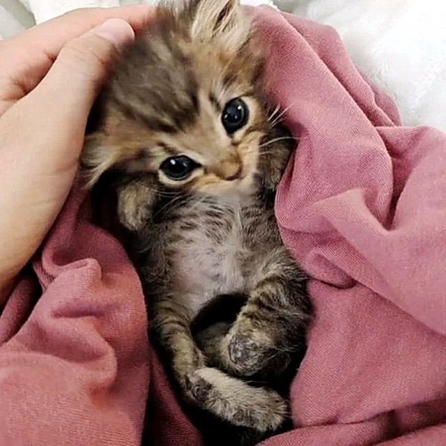 Прикольных котов пост
