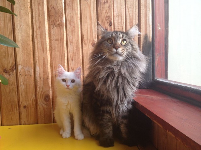Котовторник  12. 06. 2012