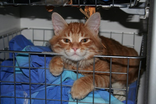 Котовторник на 26.06.12