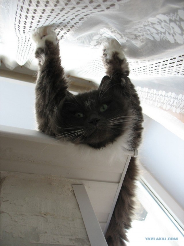 Котовторник 10. 07. 2012