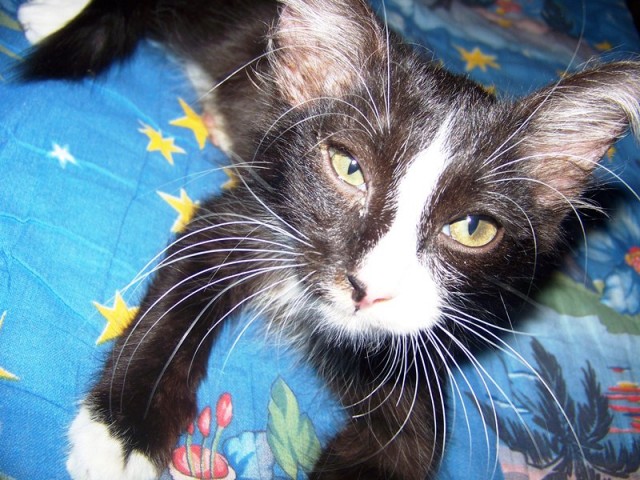 Котовторник 11.09.2012