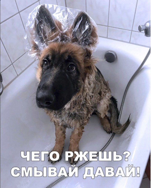 Живность из сети