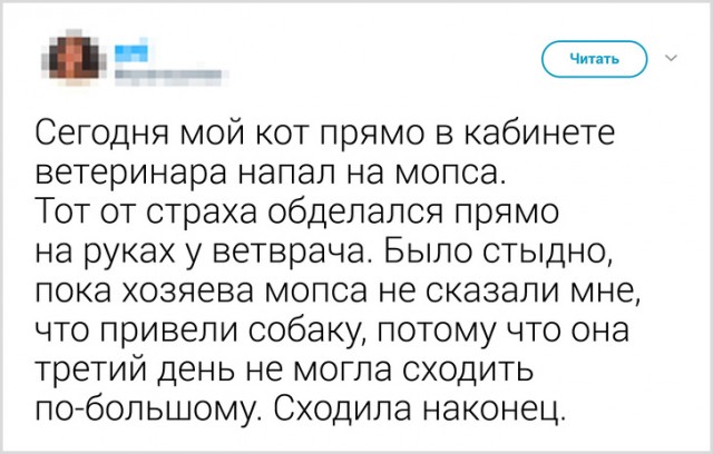 Картинки с котами и про котов
