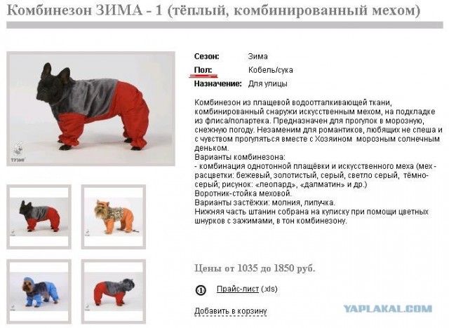 Мопс, сука, теплый!