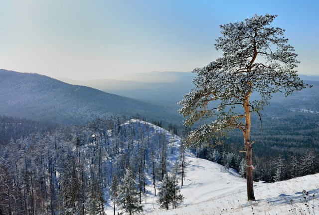 Красивая зимняя тайга