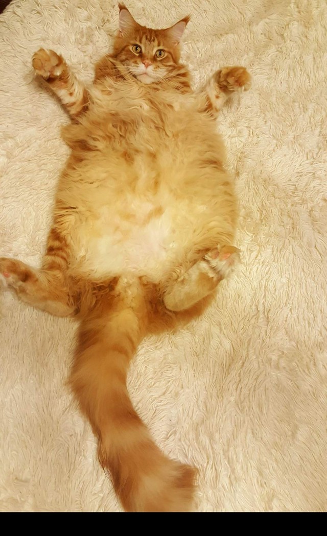 ̶К̶о̶р̶о̶н̶  Котовторник!