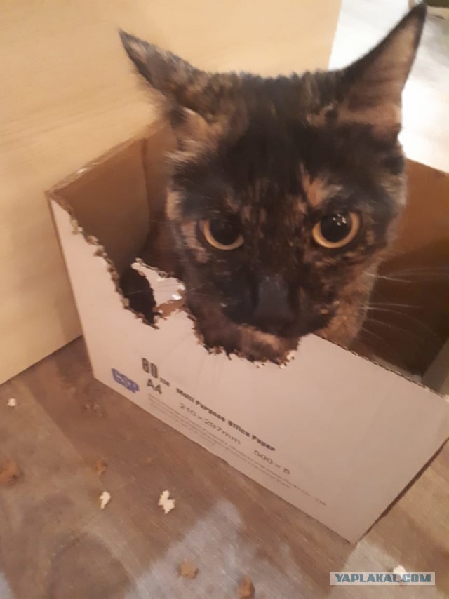 ̶К̶о̶р̶о̶н̶  Котовторник!